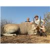 Image 2 : Namibia: 3 Day Plains Game for 2 hunters. Includes 1 Springbok, 1 Impala, 1 Gemsbok and a Warthog.