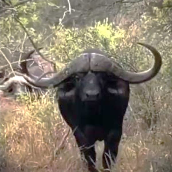 Mozambique: 10 Day Cape Buffalo Hunt for 1 Hunter, includes 1 Buffalo and a Sable Trophy Discount.