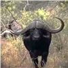 Image 1 : Mozambique: 10 Day Cape Buffalo Hunt for 1 Hunter, includes 1 Buffalo and a Sable Trophy Discount.