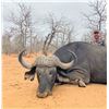Image 3 : Mozambique: 10 Day Cape Buffalo Hunt for 1 Hunter, includes 1 Buffalo and a Sable Trophy Discount.