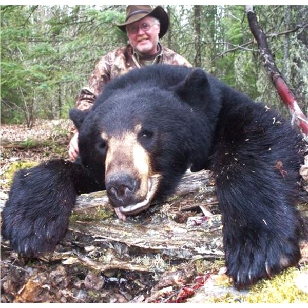 Canada: Alberta 6 Day Black Bear Hunt for 1 Hunter, includes both Black Bear and Wolf!