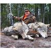 Image 2 : Canada: Alberta 6 Day Black Bear Hunt for 1 Hunter, includes both Black Bear and Wolf!