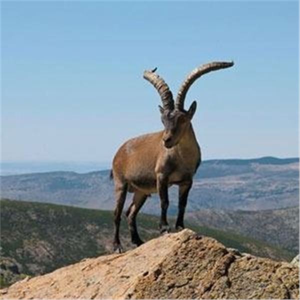 6 Day BECEITE Ibex Ibex hunt for 2 Hunters with Spain Hunting Ibex – Includes 2 BECEITE Ibex
