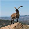 Image 1 : 6 Day BECEITE Ibex Ibex hunt for 2 Hunters with Spain Hunting Ibex – Includes 2 BECEITE Ibex