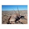 Image 3 : Trophy Oryx Hunt Free Range on 362,000 acre Private Ranch for a Trophy Cow Oryx In New Mexico