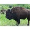 Image 3 : 2 Day, 1x1 American Bison Hunt for One Hunter and One Non-Hunter in New Mexico with the Philmont Sco
