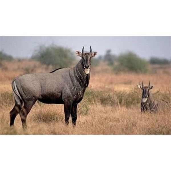 Nilgai Hunt for Two Hunters or two Nilgai for one hunter in South Texas with Kayote Outfitters 2 Nig