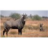Image 1 : Nilgai Hunt for Two Hunters or two Nilgai for one hunter in South Texas with Kayote Outfitters 2 Nig
