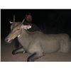 Image 2 : Nilgai Hunt for Two Hunters or two Nilgai for one hunter in South Texas with Kayote Outfitters 2 Nig