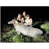 Image 3 : Nilgai Hunt for Two Hunters or two Nilgai for one hunter in South Texas with Kayote Outfitters 2 Nig