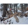 Image 3 : Mountain Lion Hunt In Northern New Mexico for One Hunter