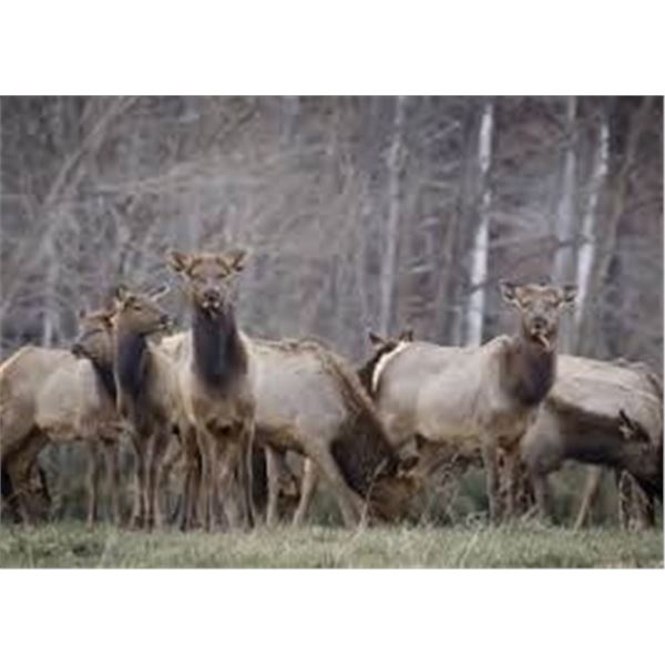 3 Day Premium Guided Cow Elk Hunt on Vermejo Park Ranch for 1 hunter & 1 non-hunter