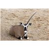Image 2 : 1 Trophy Cow Oryx & 1 Management Oryx Hunt for 2 Hunters on 362,000 acre Private Ranch with Del Re O