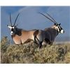 Image 3 : 1 Trophy Cow Oryx & 1 Management Oryx Hunt for 2 Hunters on 362,000 acre Private Ranch with Del Re O