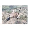 Image 7 : 1 Trophy Cow Oryx & 1 Management Oryx Hunt for 2 Hunters on 362,000 acre Private Ranch with Del Re O