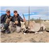 Image 8 : 1 Trophy Cow Oryx & 1 Management Oryx Hunt for 2 Hunters on 362,000 acre Private Ranch with Del Re O
