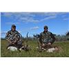 Image 10 : RED STAG, BLACK BUCK ANTELOPE AND DOVE HUNT IN ARGENTINA FOR TWO HUNTERS SIX DAY STAY