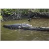 Image 7 : 4 Day/3 Nights Fully Guided Alligator & Hog Combo Hunt for 1 Hunter and 1 Non-Hunter with God's Coun