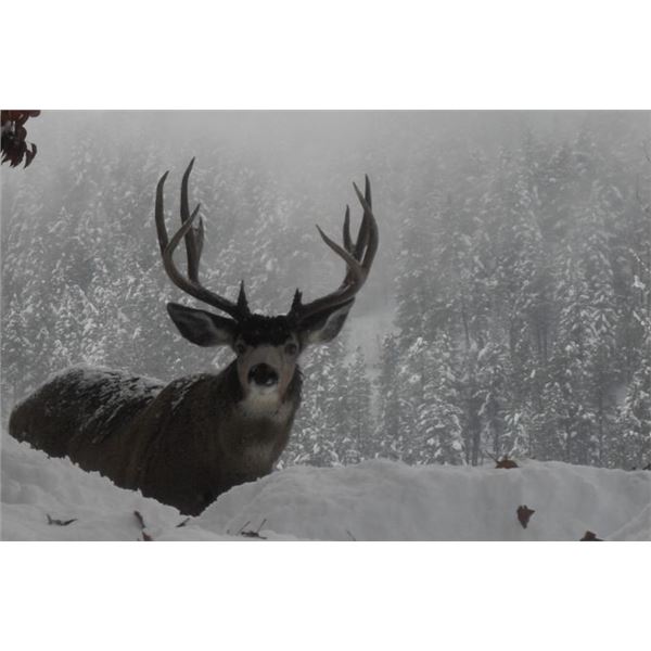2x1 Mule Deer Hunt in British Columbia, Canada for 2 Hunters with British Columbia Trophy Mountain O