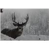 Image 1 : 2x1 Mule Deer Hunt in British Columbia, Canada for 2 Hunters with British Columbia Trophy Mountain O