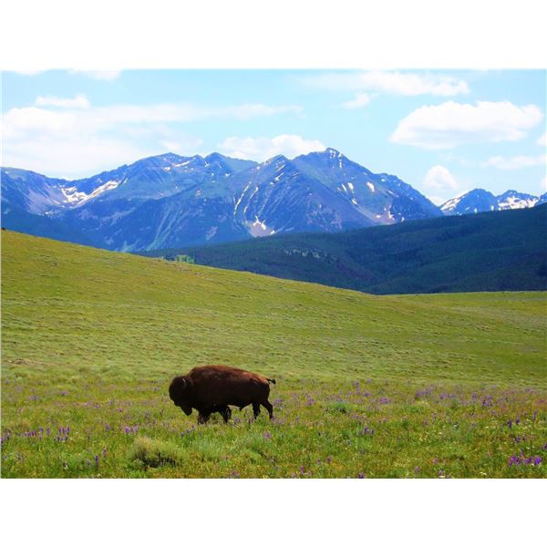 5 Day Management Bull Bison Hunt on the Vermejo Park Ranch for 1 hunter