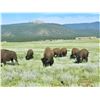 Image 5 : 5 Day Management Bull Bison Hunt on the Vermejo Park Ranch for 1 hunter