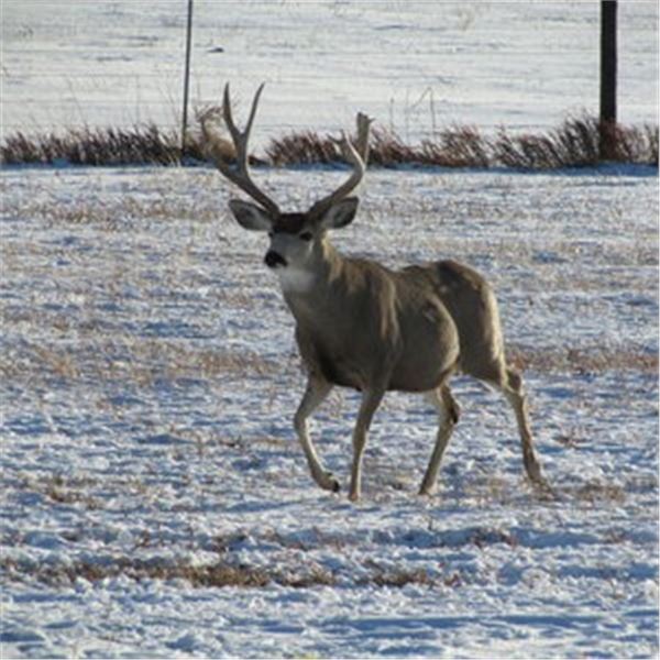 5 Day Management Mule Deer Management Hunt on Vermejo Park Ranch for 1 hunter