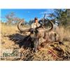 Image 7 : 7 Day South African Plains Game Rifle Hunt for 2 Hunters with Rumano De Beer Safaris for Two Half Sl