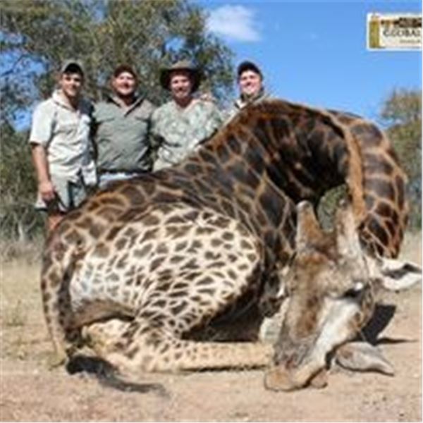 10 Day/9 Night Plains Game Giraffe Hunt in the Limpopo Province South Africa for 2 Hunters