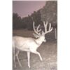 Image 10 : 5 Day/5 Night New Mexico Hunt for 1 Trophy Rut Mule Deer & 1 Trophy Bull Elk for 1 Hunter & 1 Guest