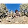 Image 14 : 5 Day/5 Night New Mexico Hunt for 1 Trophy Rut Mule Deer & 1 Trophy Bull Elk for 1 Hunter & 1 Guest