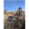 Image 3 : 5 Day/5 Night New Mexico Hunt for 1 Trophy Rut Mule Deer & 1 Trophy Bull Elk for 1 Hunter & 1 Guest