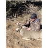 Image 4 : 5 Day/5 Night New Mexico Hunt for 1 Trophy Rut Mule Deer & 1 Trophy Bull Elk for 1 Hunter & 1 Guest