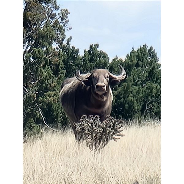 2 Day New Mexico Hunt for 1 Water Buffalo or 1 Watusi