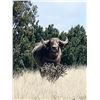 Image 1 : 2 Day New Mexico Hunt for 1 Water Buffalo or 1 Watusi