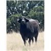 Image 2 : 2 Day New Mexico Hunt for 1 Water Buffalo or 1 Watusi