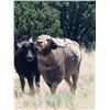 Image 4 : 2 Day New Mexico Hunt for 1 Water Buffalo or 1 Watusi
