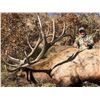 Image 13 : Fully Guided New Mexico Mature Bull Elk Hunt in Game Unit 6A