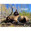 Image 4 : Fully Guided New Mexico Mature Bull Elk Hunt in Game Unit 6A