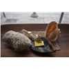 Image 1 : COLLECTION OF SHELLS & CORAL (5 PCS)