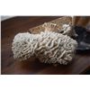 Image 2 : COLLECTION OF SHELLS & CORAL (5 PCS)