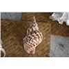 Image 11 : SHELL COLLECTION (7 PCS)
