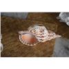 Image 12 : SHELL COLLECTION (7 PCS)