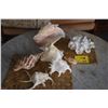 Image 1 : SHELL COLLECTION (7 PCS)