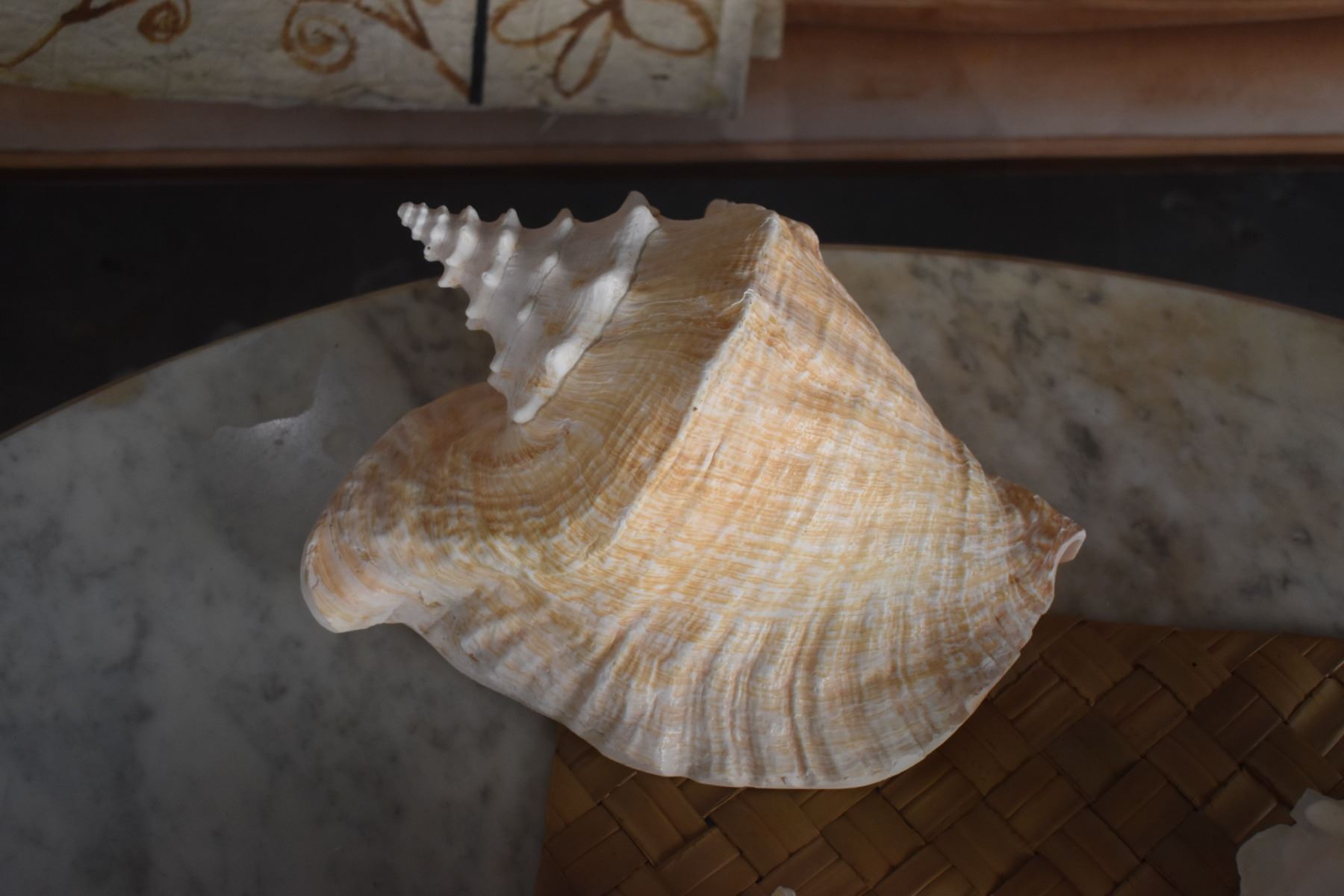 SHELL COLLECTION (7 PCS)
