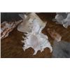 Image 6 : SHELL COLLECTION (7 PCS)