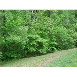LOT 13 SNOW TREE BEND, FIRELAKE SUBDIVISION, MANCHESTER, TN