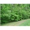 Image 1 : LOT 13 SNOW TREE BEND, FIRELAKE SUBDIVISION, MANCHESTER, TN