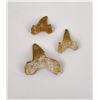 Image 1 : Lot of Fossil Shark Teeth