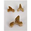 Image 2 : Lot of Fossil Shark Teeth